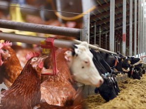 İ̇zmir Kemalpaşa’da Üretiyor, 8 Ülkeye Yem Katkı Maddeleri İhraç Ediyor