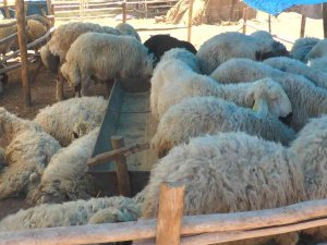 Uzmanlardan Kurbanlık Uyarısı