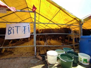 Kurban Pazarında ’Bitti’ Yazıları Asıldı