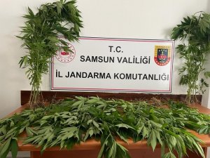 Samsun’da Arazide Ekili 85 Kök Kenevir Bitkisi Gele Geçirildi: 1 Kişi Tutuklandı