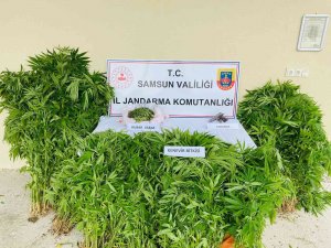 Ormanlık Alanda Ekili 877 Kök Kenevir Ele Geçirildi