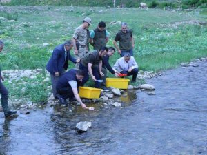 Ordu’nun Derelerine 50 Bin Adet Alabalık Bırakıldı