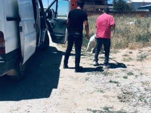 Kırşehir’de Polisten ’Pitbull’ Operasyonu