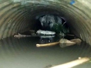 Sulama Kanalına Düşen Köpek Kurtarıldı