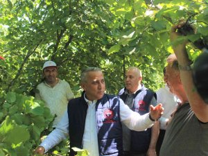 Fındıkta Rekolte Çalışmaları Başladı
