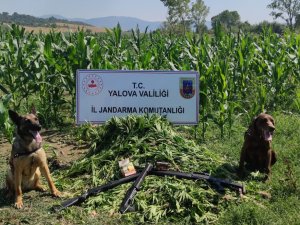 Yalova’da Mısır Tarlasında Bin 128 Kök Hint Kenevir Ele Geçirildi