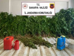 Fındık Bahçesini Uyuşturucu Tarlasına Çevirmişlerdi, Jandarma Yakaladı