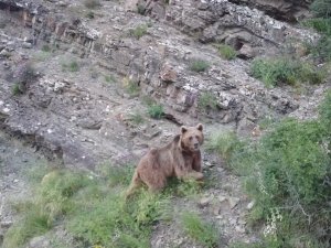 Tosunu Yiyen Ayıyı Dron İle Kovaladı