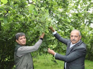 2022 Yılı Fındık Rekolte Tahmin Çalışması Yapıldı