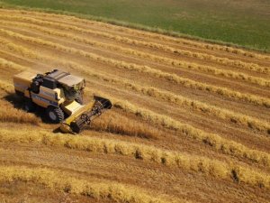 Mustafakemalpaşa’da Buğday Hasadı Başladı