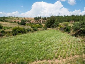 Türkiye’nin Kekik Üretim Merkezi Denizli, Rol Model Oldu