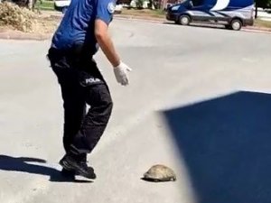 Polisin Kaplumbağa Duyarlılığı