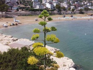 Bir Ayda 5 Metre Uzamıştı, 60 Yıl Sonra Çiçek Açtı