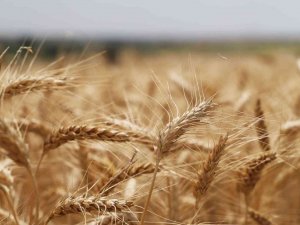 Tekirdağ’da Buğday Hasadı Sürüyor