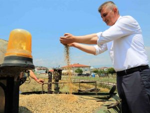 Boş Araziden 20 Ton Buğday Hasat Edildi