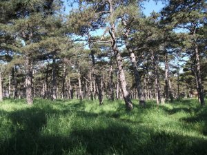 Tekirdağ’da Ormanlara Girişler Yasaklandı