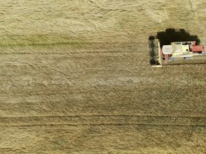 Tekirdağ’da 6 Bin Yıllık Ata Tohumları Hasat Edildi