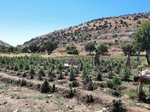 51 Noktada Gerçekleştirilen Operasyonda 665 Bin 736 Kök Kenevir Ele Geçirildi