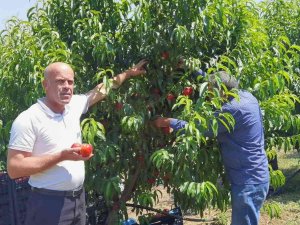 Bursa’da Şeftali Hasadı Başladı: 40 Bin Ton Rekolte Bekleniyor