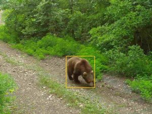 Kastamonu’da Yaban Hayvanları Fotokapanda