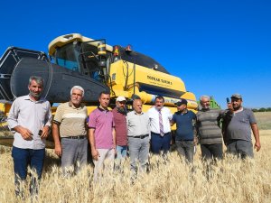 Çiftçilere Dağıtılan Tohumlar Hasat Ediliyor