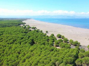 Çarşamba’ya 50 Hektarlık Orman Park