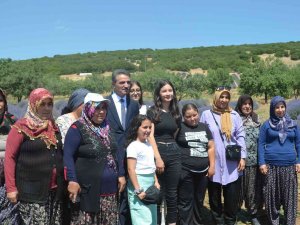 Isparta Lavanta Festivaline Hazırlanıyor