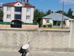 Elazığ’da Yaralı Halde Bulunan Leylek, Tedavi Altına Alındı