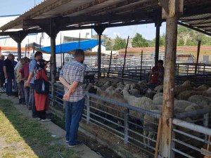 Karabük’te Hayvan Pazarında Gözler Arife Gününde