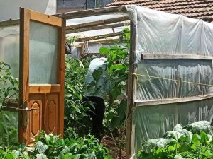 Bahçesinde Dişi Hint Keneviri Yetiştiren Şahsa Gözaltı