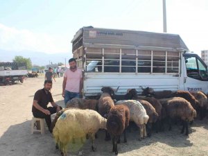 Iğdır’da Hayvan Pazarında Kurban Bayramı Yoğunluğu
