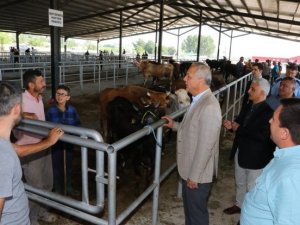 Hayvancılığın Lokomotifi Suluova’ya 20 Bin Metrekarelik Hayvan Pazarı