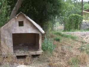 Sarıyer’de Sokak Ortasında Vurulan Köpek İçin Mahalleli Seferber Oldu