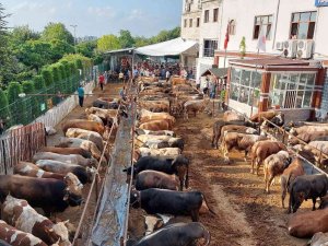 İ̇stanbul’da Kurban Kesimleri Başladı