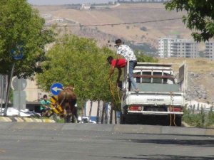 Şanlıurfa’da Kaçan Kurbanlıklar Trafikte Zor Anlar Yaşattı
