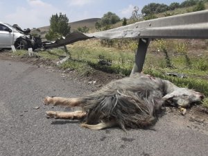 Kaçan Kurbanlık Trafik Kazasına Neden Oldu: 1’ İ Ağır 5 Yaralı