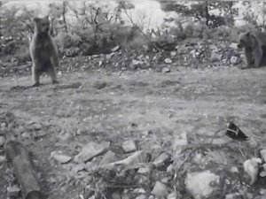 Yavru Ayıların Fotokapana Takılan Görüntüleri Gülümsetti