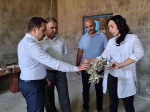 Kaymakam Aydoğan Koza Hasadına Katıldı