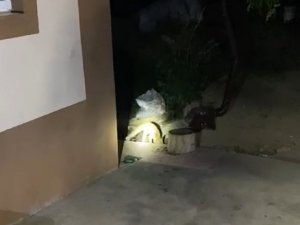 Elazığ’da Aç Kalan Tilki Evin Bahçesinde Yiyecek Aradı