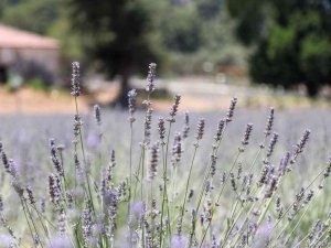 Karaova’da Lavanta Hasadı Başladı