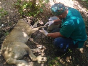 Hakkari’de Bir Haftada 2 Köpeği Yılan Isırdı