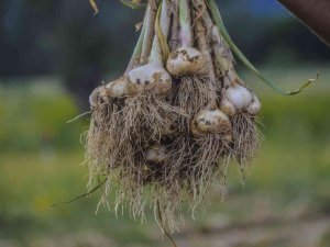 4 Bin Ailenin Gelir Kapısı ’Beyaz Altın’ Taşköprü Sarımsağının Hasat Dönemi Başladı