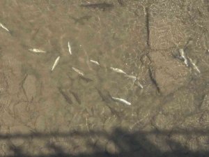 Harşit Çayı’nda Toplu Balık Ölümleri Endişeye Neden Oldu