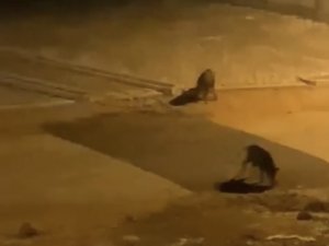 Bursa’da Aç Kalan Domuz Sürüsü Şehre İndi