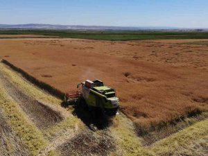 Kanolada İlk Deneme Yüz Güldürdü