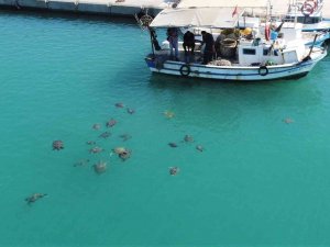 Balıkçıların Dostu Caretta Carettalar Döndü, Bu Kez Kat Kat Fazla