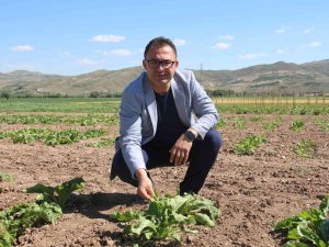 Şeker Pancarında Dışa Bağımlılıktan Kurtulmaya Az Kaldı