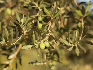 Muğla Büyükşehir Belediyesi’nden Zeytin Üreticisine Destek