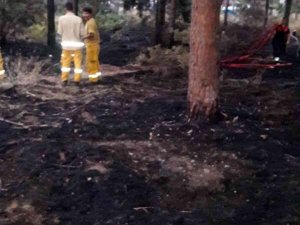 Sigara İzmariti Ormanı Yakıyordu