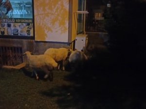 ’Kesilmekten Kaçan’ Koyunlar Belediye Ekipleri Tarafından Yakalandı